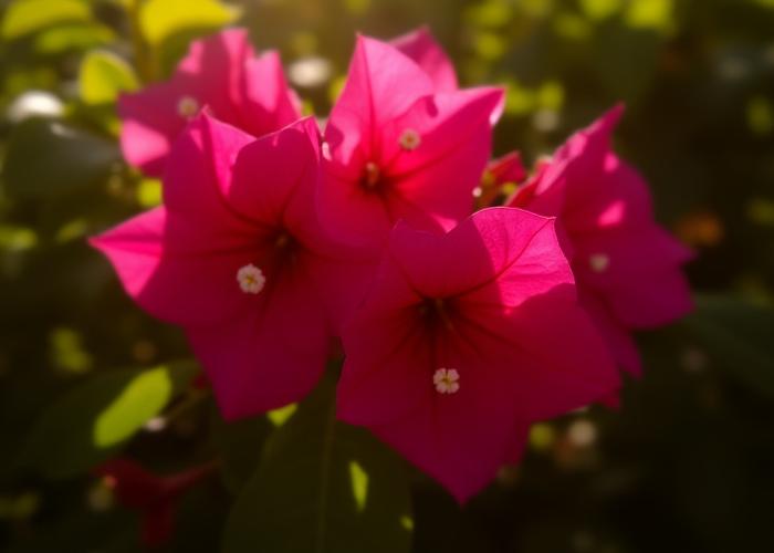 Photograph of vibrant bougainvillea flowers blooming in a sunny Florida garden.